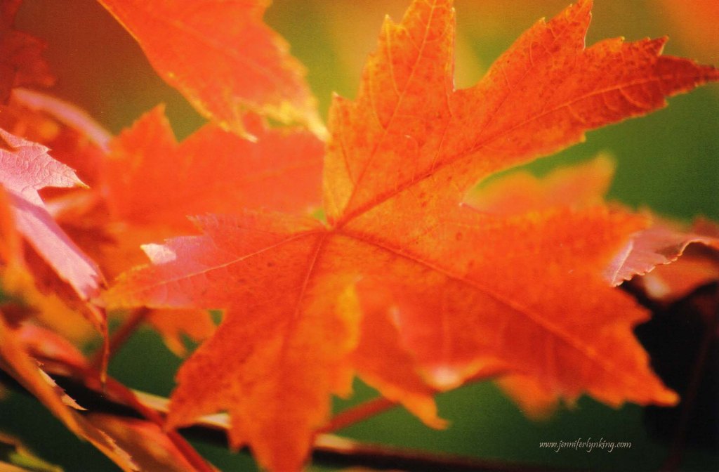 Autumn Brilliance