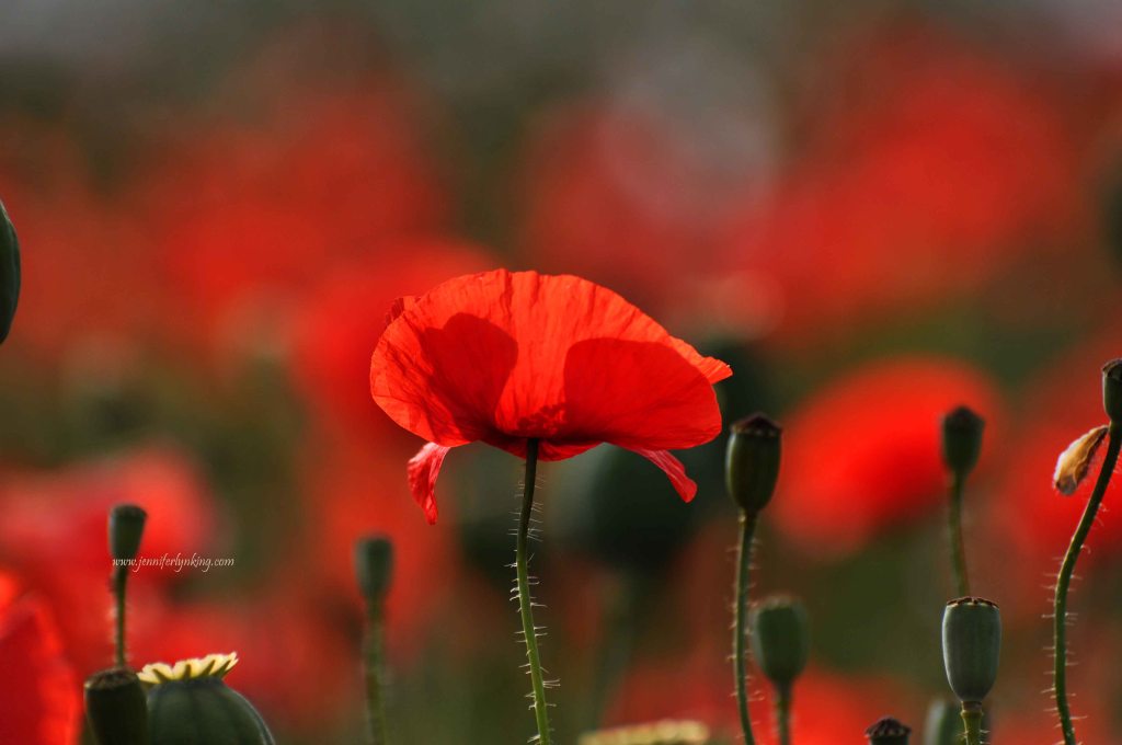 The Frills of a Poppy