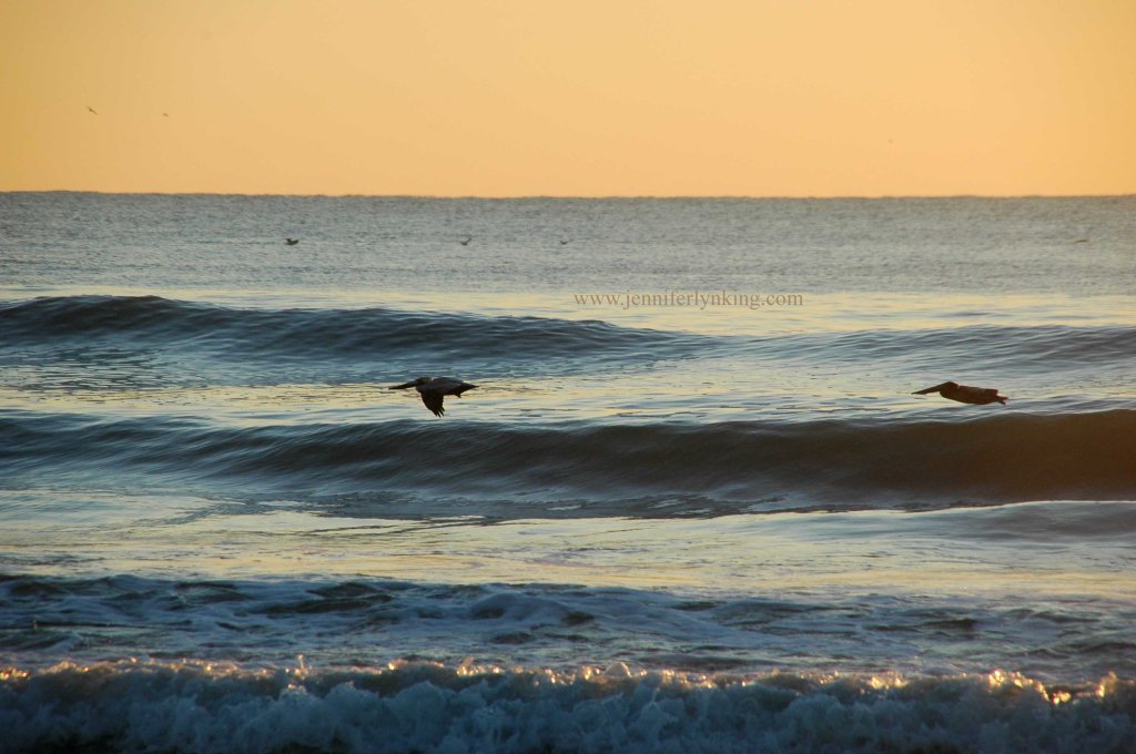 Pelicans riding waves