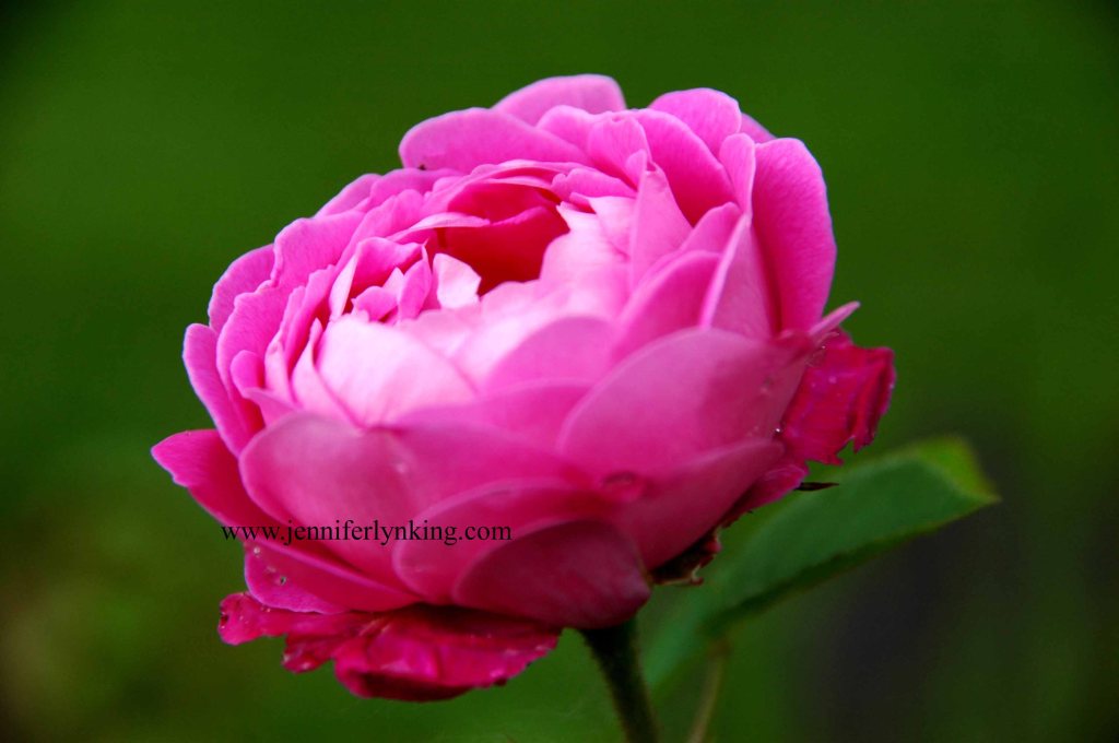 Baronne Prevost Rose