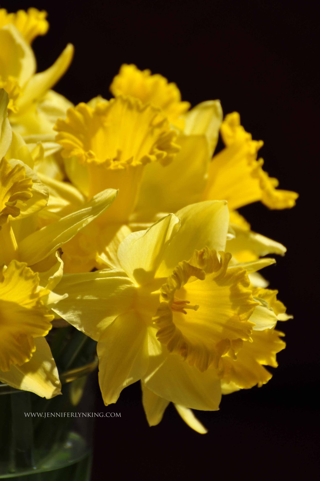 Daffodils