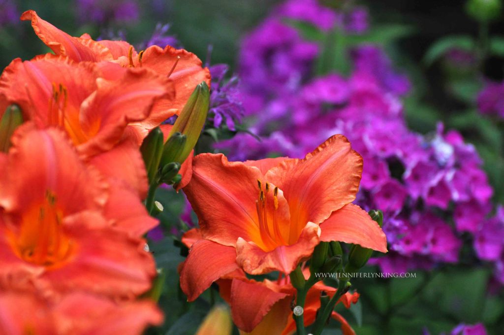 the color: summer gardens