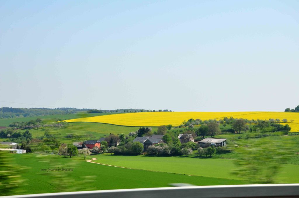 A crop of brilliant Colza in the rolling German countryside