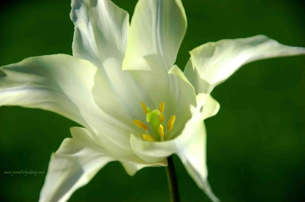 Delicate Lily-flowered Tulip