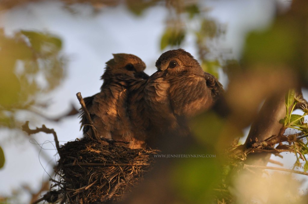 Mourning Dove babies in the nest