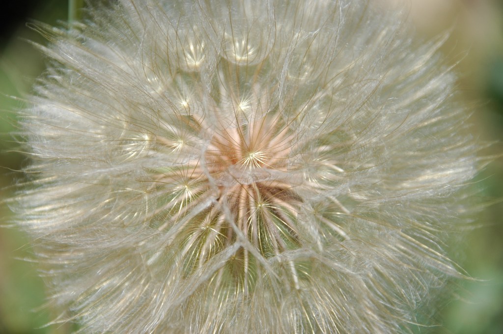 Dandelion fuzz