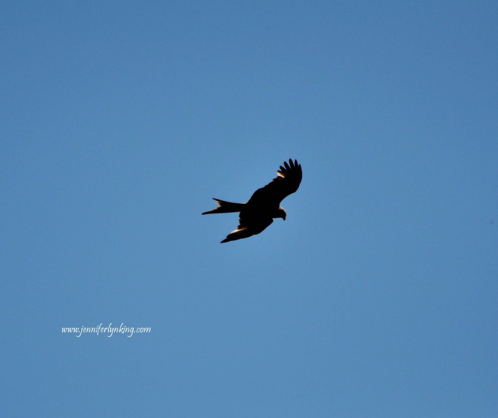 Flying Free