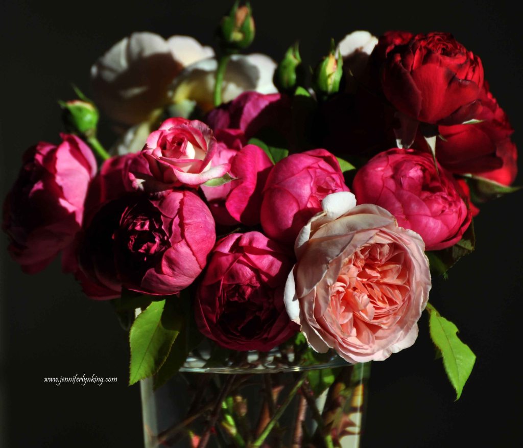 garden roses