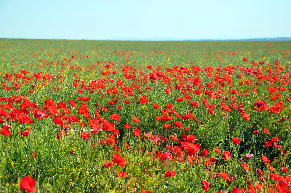 Field of Poppies, Eastern Europ