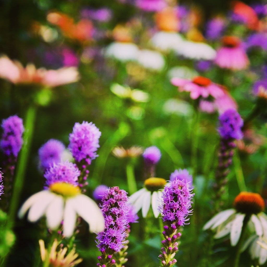 Backyard Gardens