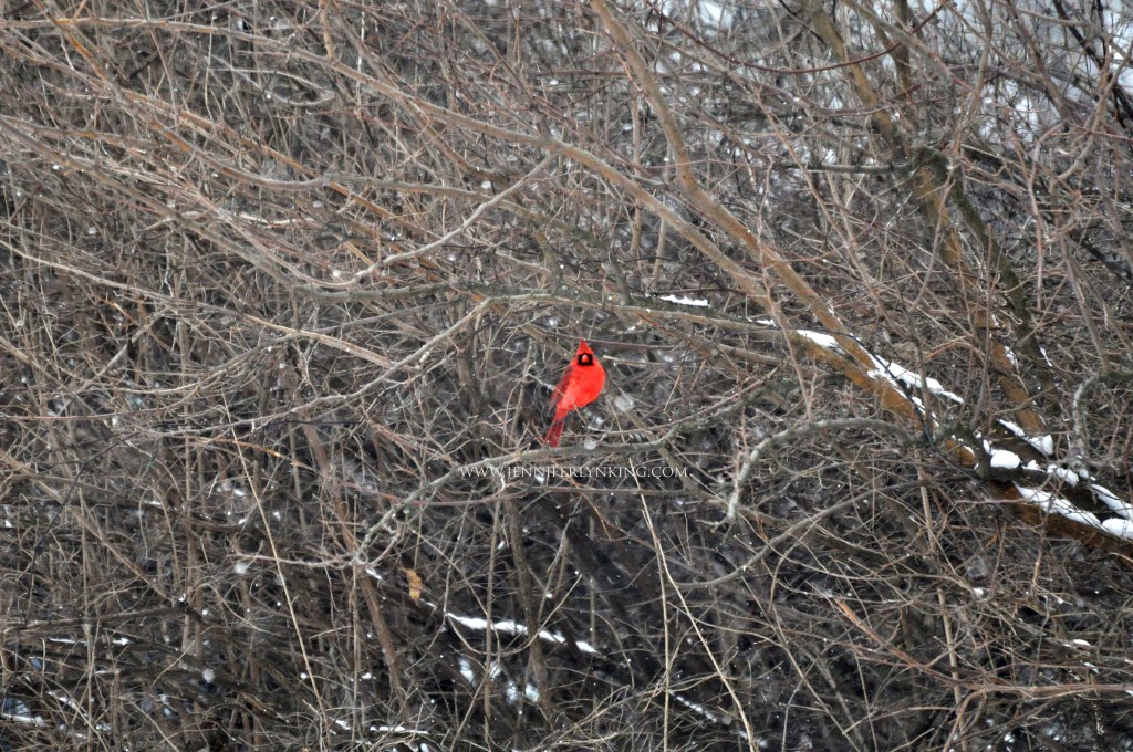 the Cardinal in the Woods