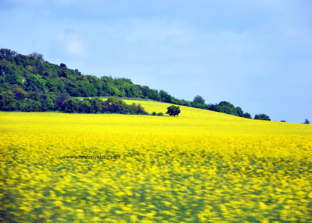 Fields of Gold