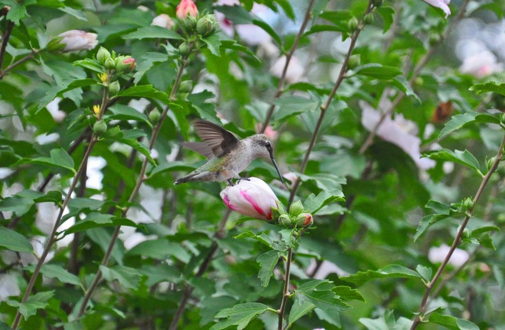 A Hummingbird in our Cincinnati yard on Moving Day