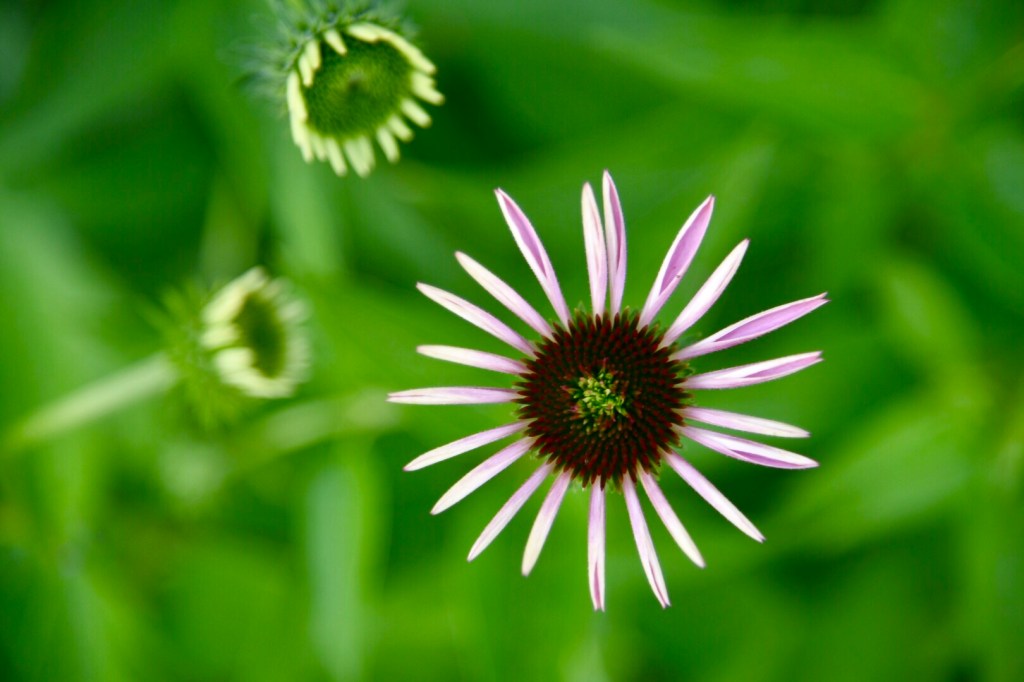 Echinacea, unfurling