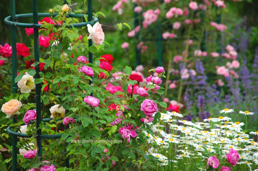 June Rose Gardens