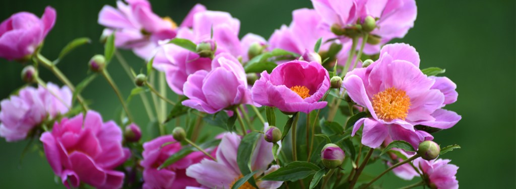 Peonies from my garden, May 2018