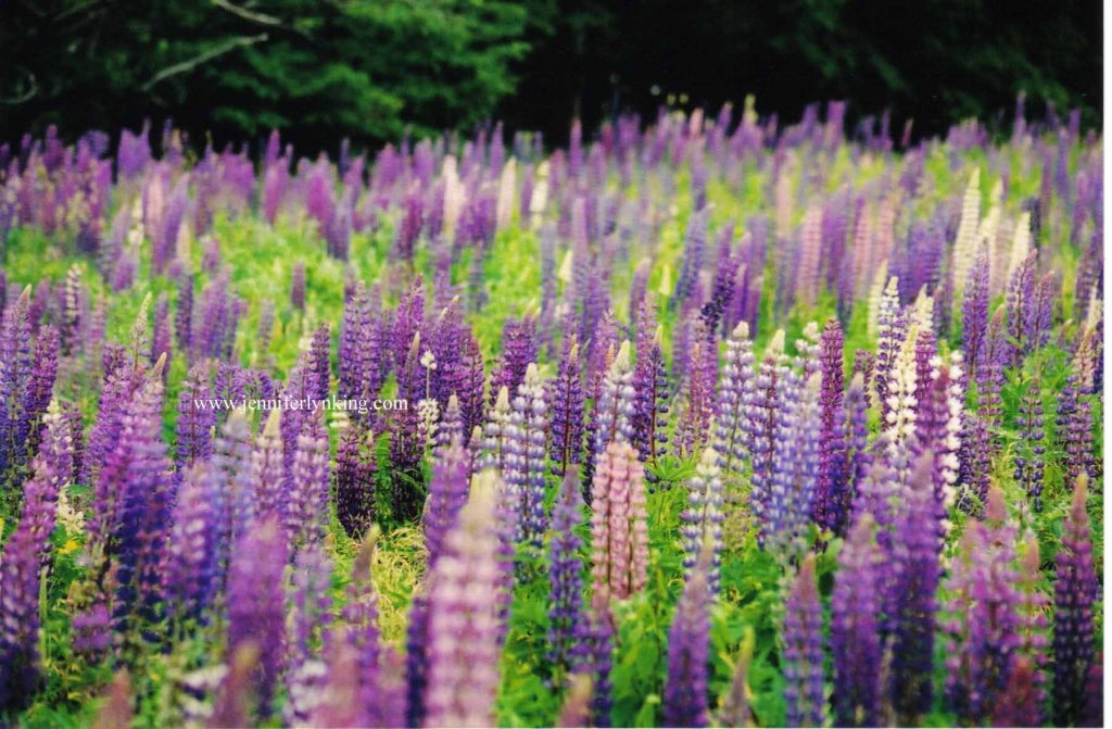 Lupine field, Somes Sound, Maine