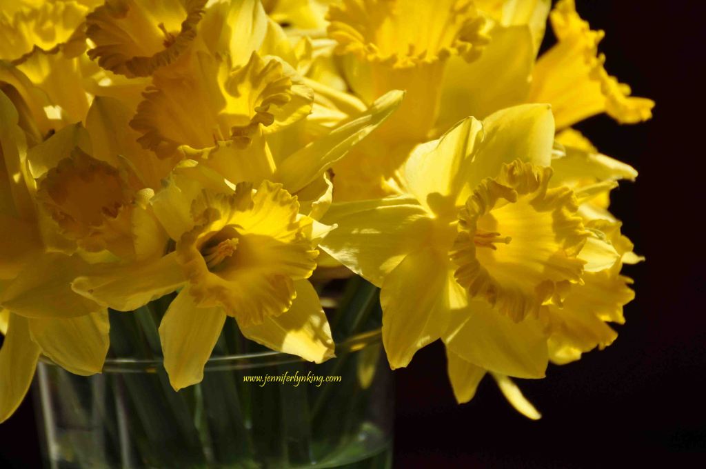 Daffodils