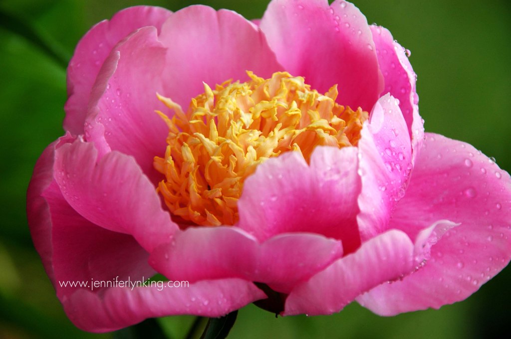 A peony blossom