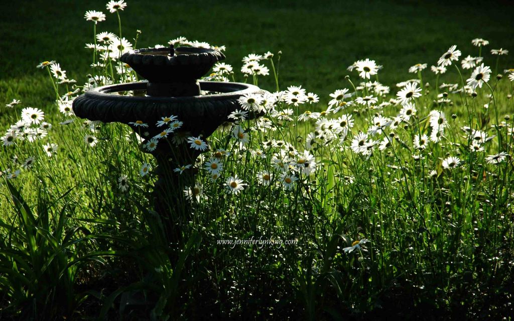 A swath of daisies