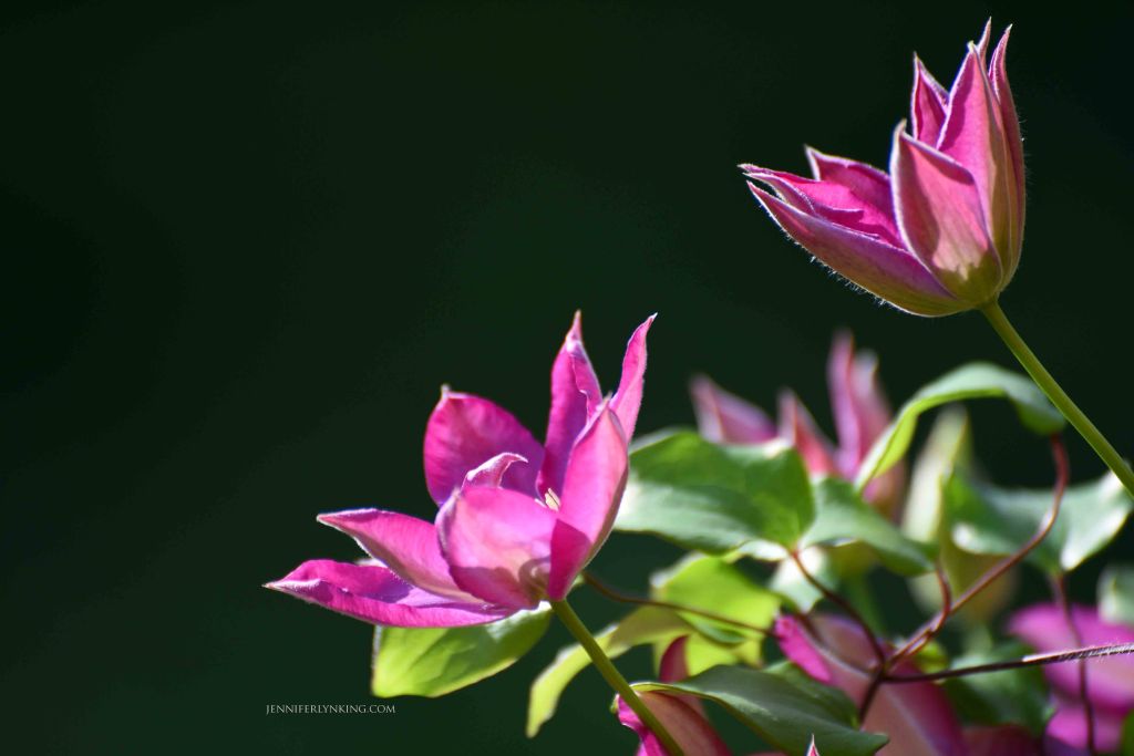 Backyard garden color