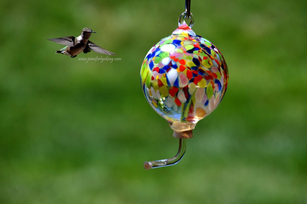 Hummingbird in the garden