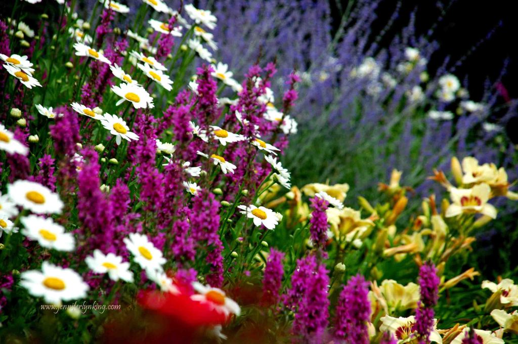 my former USA backyard gardens, colorful bliss