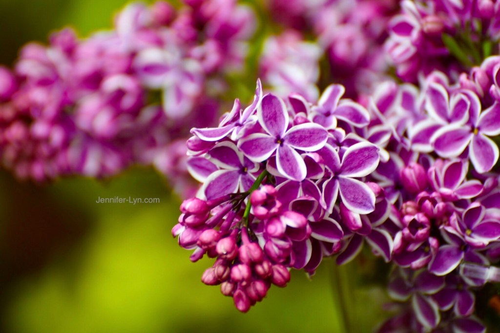 Lilacs in bloom