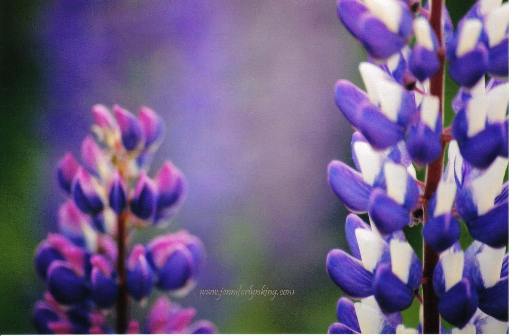 Lupine, Maine, USA