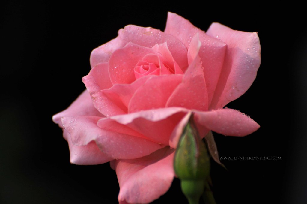 Queen Elizabeth Rose