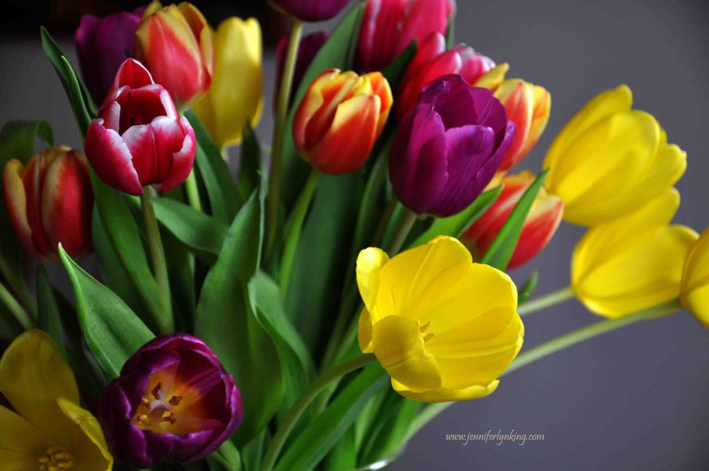 Colorful Tulips