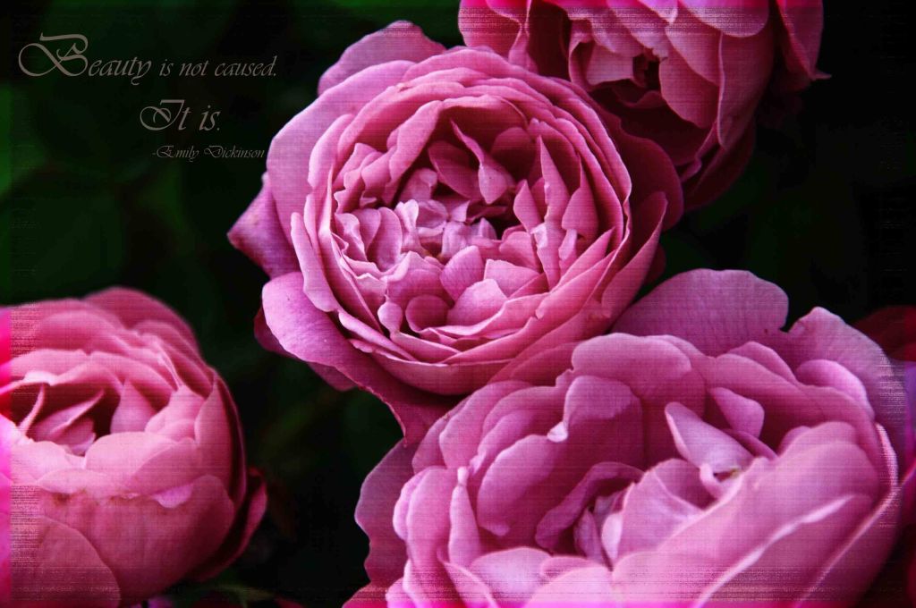Baronne Prevost rose
