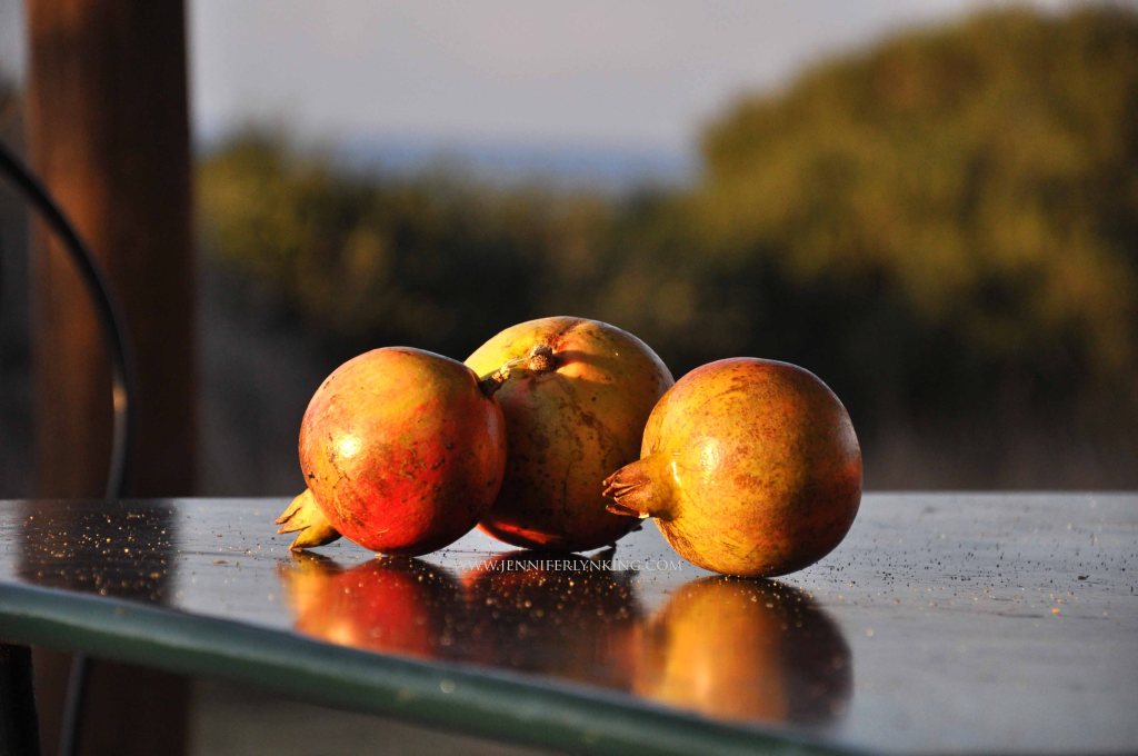 Pomegranates from the trees where we stayed in the Maremma, Italy