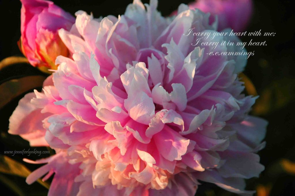a Sorbet Peony, dew-kissed, at first light