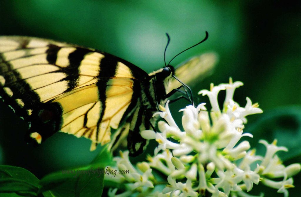 Tiger Swallowtail butterfly