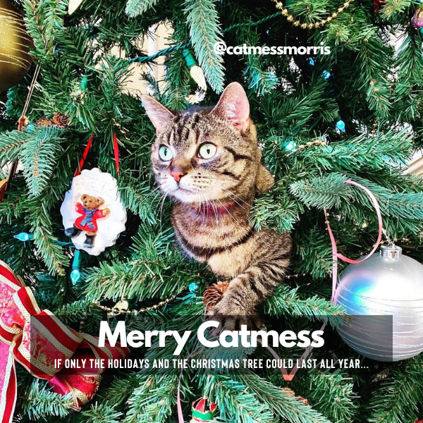 @catmessmorris
