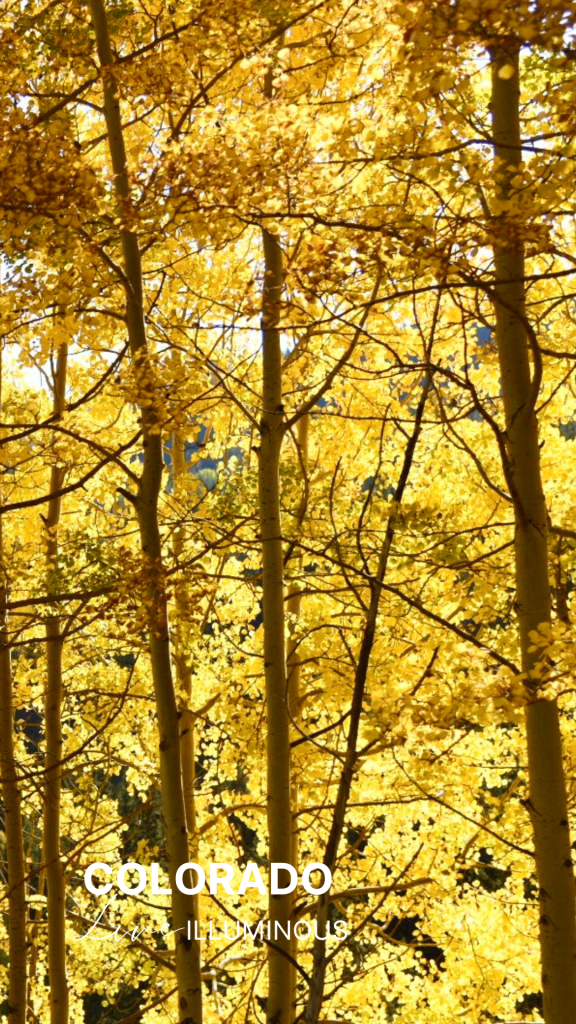 Colorado Golden Aspen phone wallpaper